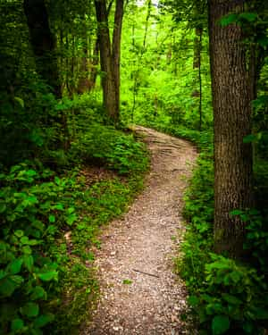 Trail through lush green forest in Codorus State Park, Pennsylvania.